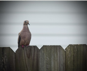 14th Jul 2015 - Lonesome Dove on the Fence