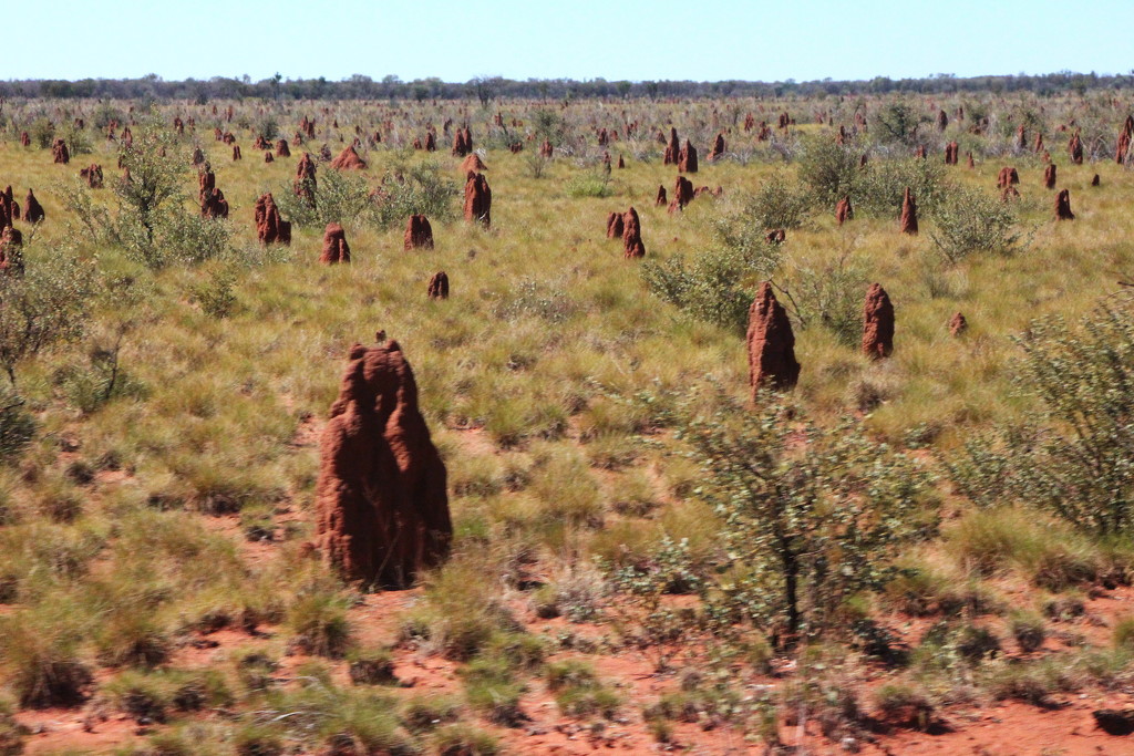 Day 16 - Termite Mounds by terryliv