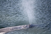 14th Jul 2015 - Grey whale