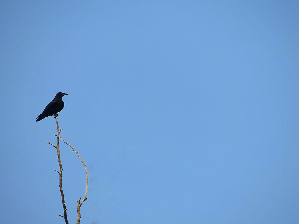 Crow on a treetop! by homeschoolmom