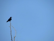 15th Jul 2015 - Crow on a treetop!