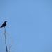 Crow on a treetop! by homeschoolmom