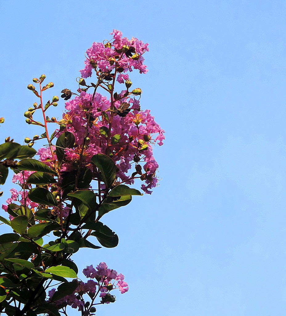 Nothing negative about crepe myrtle trees, except the space around them! by homeschoolmom