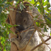Cute ball 1 by koalagardens