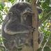 Cute ball 2 by koalagardens