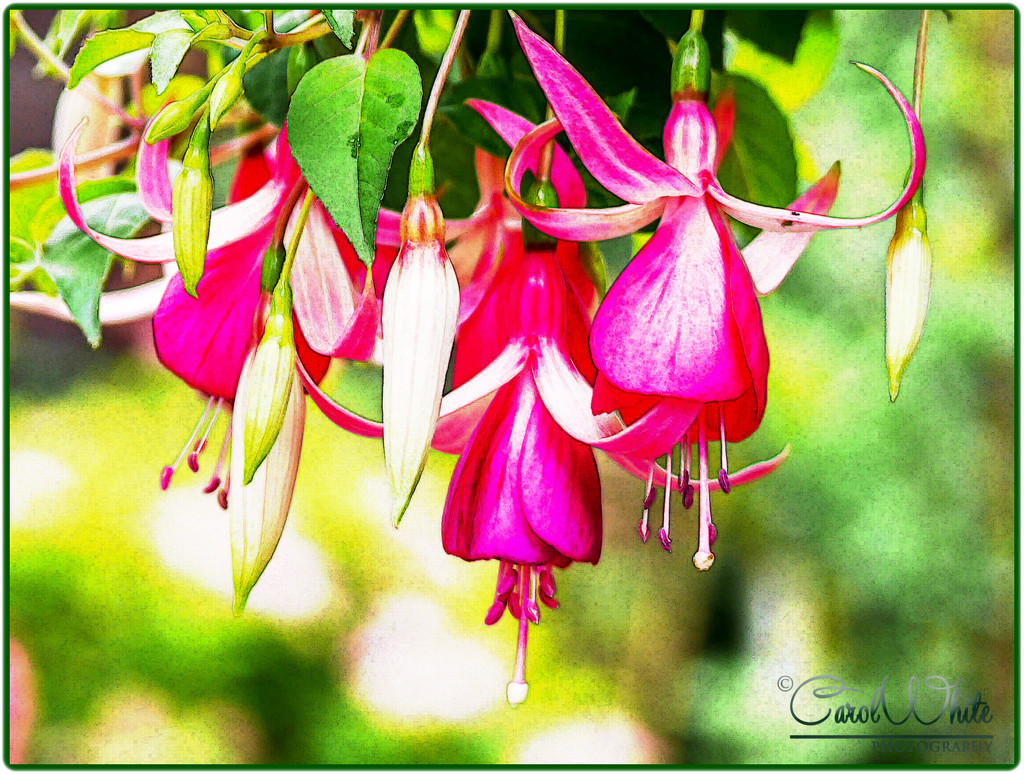 Fuchsia by carolmw