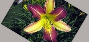 16th Jul 2015 - Two Tone Lily