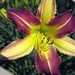 Two Tone Lily by bruni