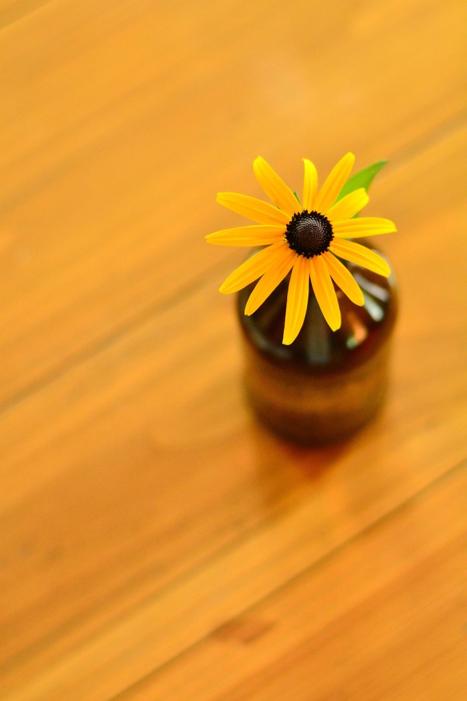 Brown Bottle With Blossom On Pine Table by janetb