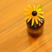Brown Bottle With Blossom On Pine Table by janetb