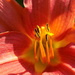 Day lily by flowerfairyann