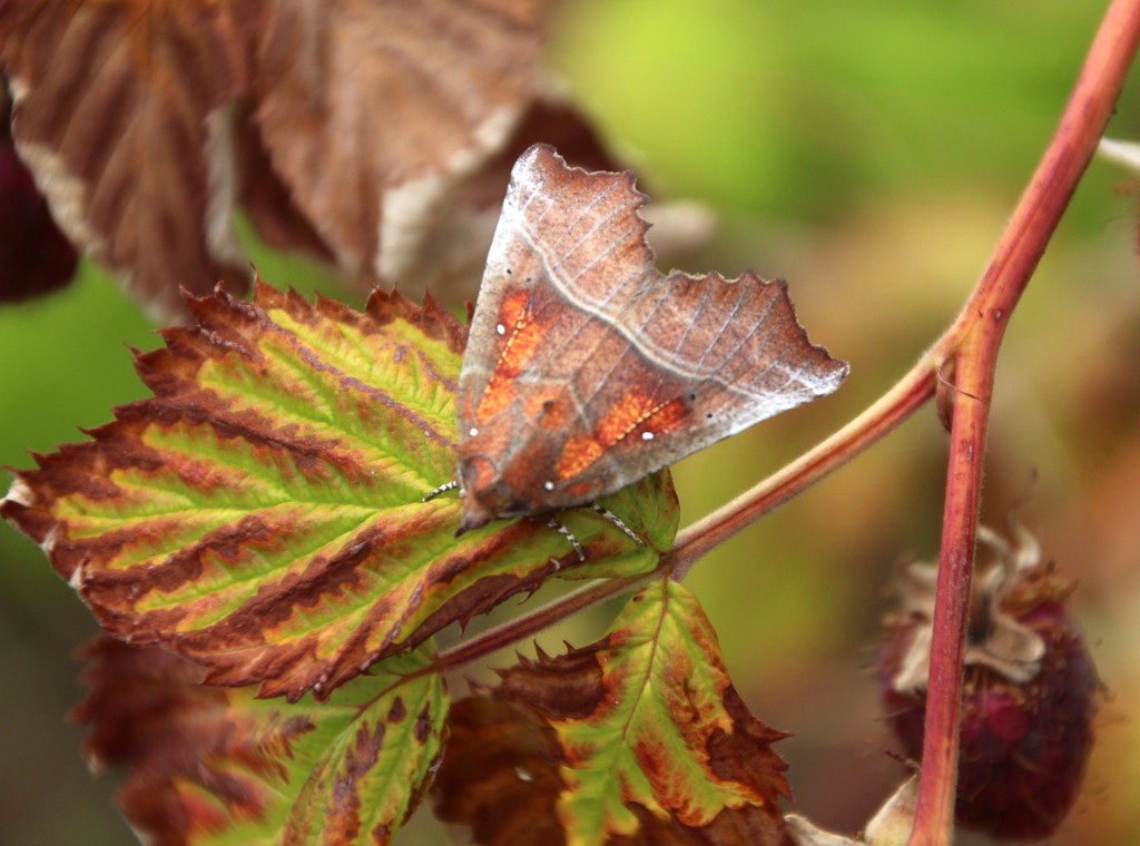 Raspberry leaf moth by busylady