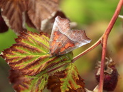 15th Jul 2015 - Raspberry leaf moth