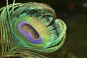 15th Jul 2015 - Peacock feather 