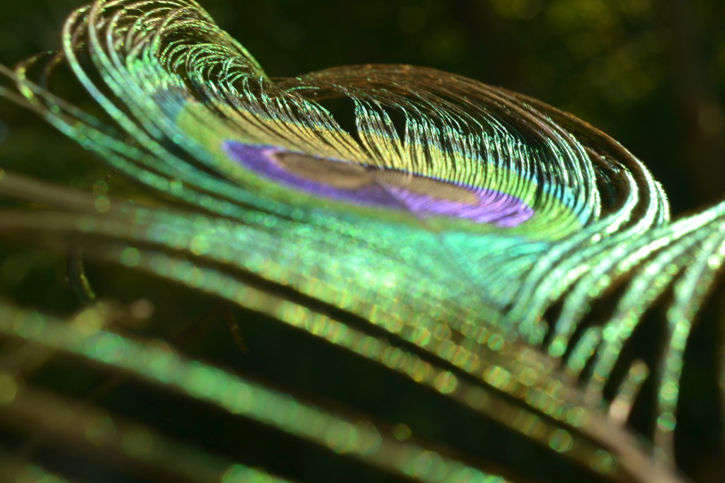 Peacock feather bokeh by ziggy77