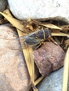15th Jul 2015 - Cicada