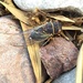 Cicada by kerristephens
