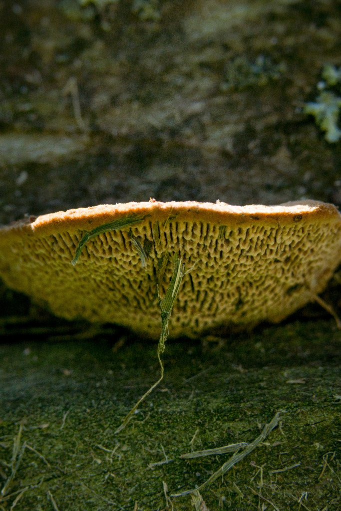 below the fungus by jackies365
