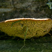 below the fungus by jackies365