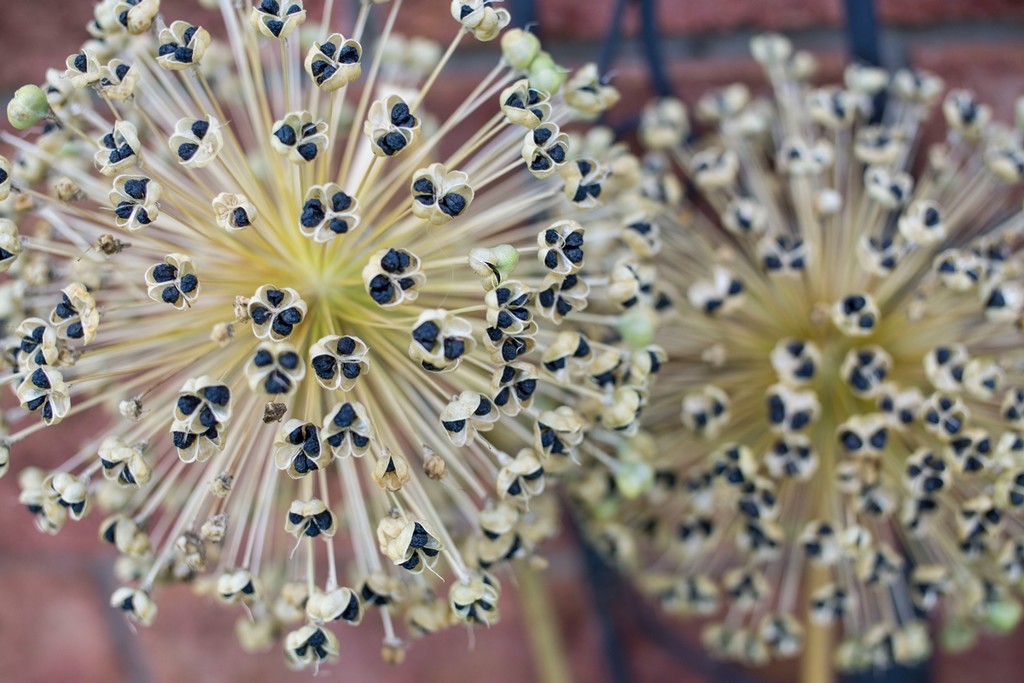 Allium seeds, ready for ejection. by gardencat