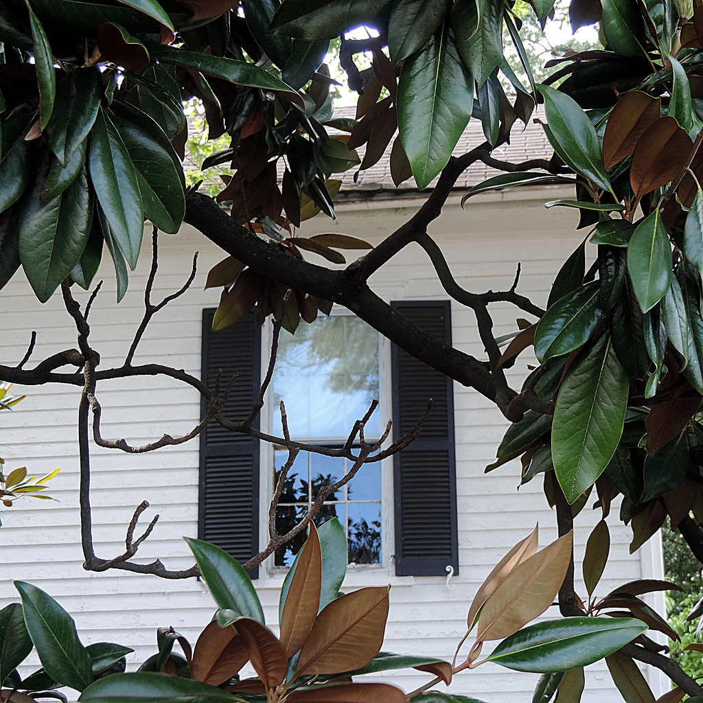 Magnolia in a window! by homeschoolmom