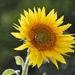 sunflower  by parisouailleurs