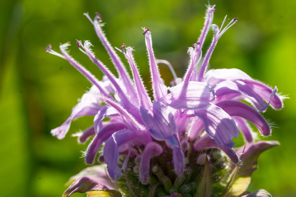 Wild Bergamot: Purple Crown Wildflower by rminer
