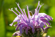 15th Jul 2015 - Wild Bergamot: Purple Crown Wildflower