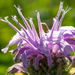 Wild Bergamot: Purple Crown Wildflower by rminer