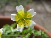 13th Jul 2015 - Poached egg plant