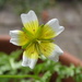 Poached egg plant by dragey74