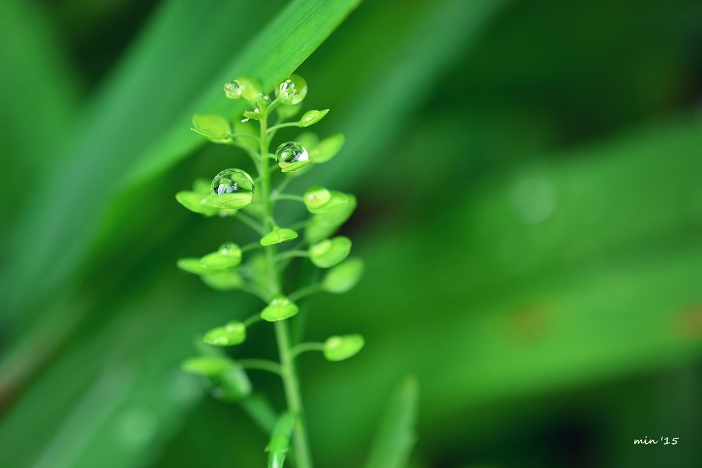 Droplets on Pepperweed by mhei