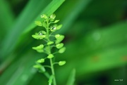 15th Jul 2015 - Droplets on Pepperweed