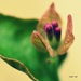 Bonsai Bougainvillea Flower Buds by mhei