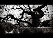 14th Nov 2010 - Branches Bare