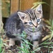 Kitten by sarahlh
