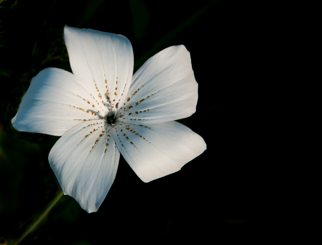 A simple white flower by joansmor