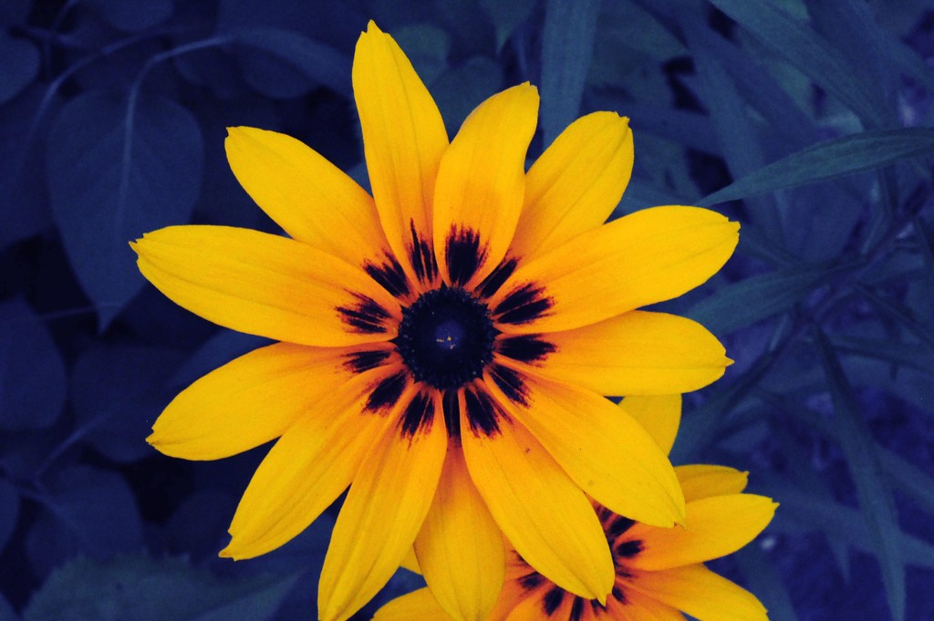 Yellow Flower by dianen