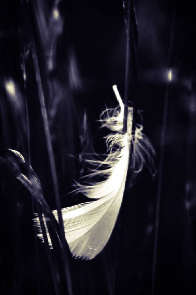 Feather caught in the reeds by mzzhope