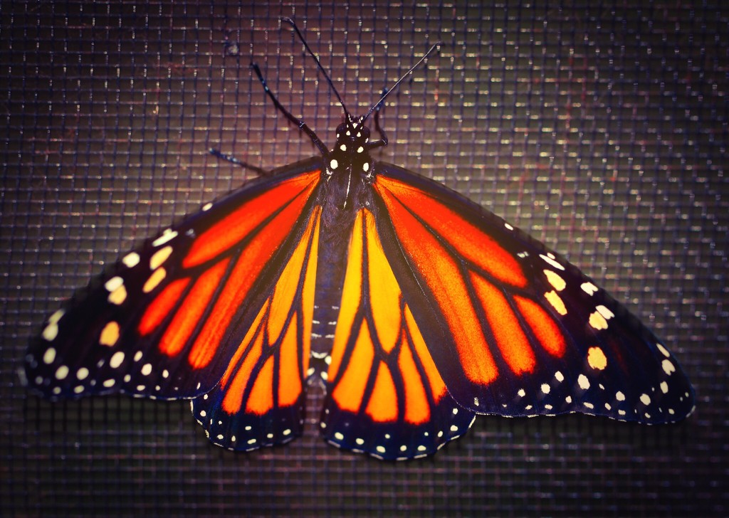 Monarch on my porch by mzzhope