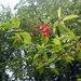 Bird Berries by lifepause