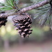 Pine cone by thewatersphotos