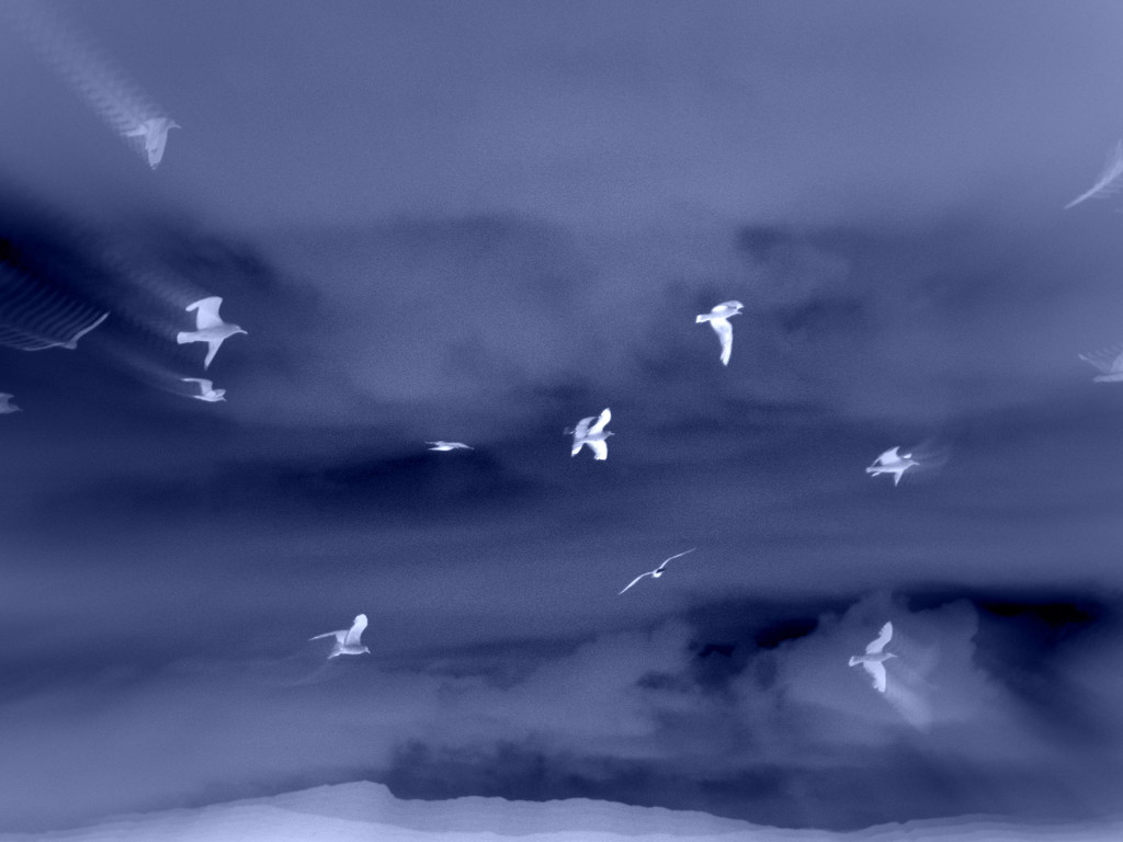 Bluebirds by steveandkerry