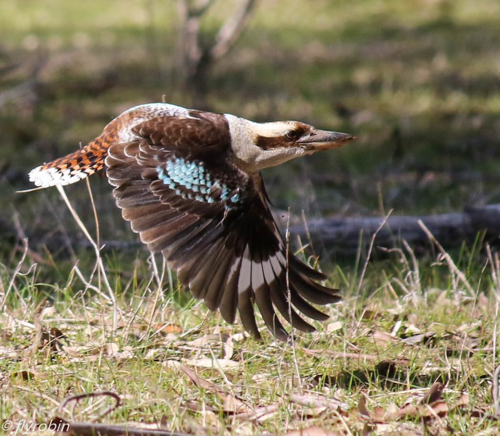 Kookaburra in flight by flyrobin