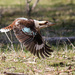 Kookaburra in flight by flyrobin