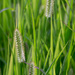 Foxtails by lindasees