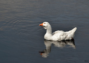 16th Jul 2015 - Goose on the water