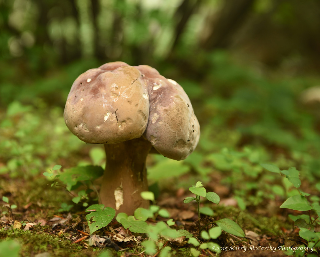 Another mushroom... by mccarth1