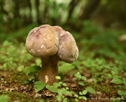 15th Jul 2015 - Another mushroom...