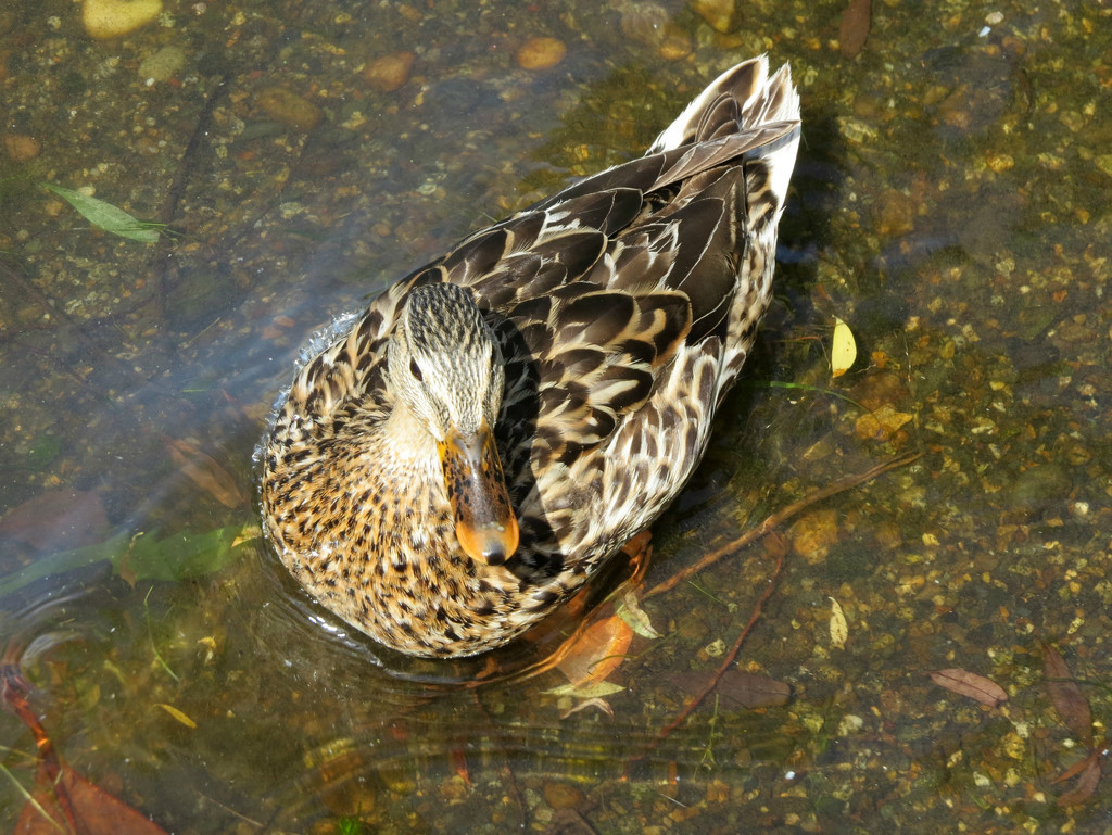 Friendly Duck at Green Lake by seattlite